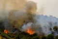 Forest burned by the arsonists Royalty Free Stock Photo