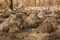 Forest burned by a forest fire Royalty Free Stock Photo