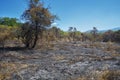 Forest with burnt bushes and trees during dry season