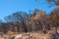 A forest of burnt trees after a bushfire on Table Mountain, Cape Town, South Africa. Lots of tall trees were destroyed Royalty Free Stock Photo