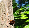 Forest and butterflay Royalty Free Stock Photo