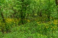 Forest with Butterweed