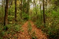 Forest Bypath covered with Leaves Royalty Free Stock Photo