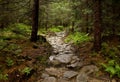 Forest Bypath Made of Stones Royalty Free Stock Photo