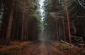 Forest Bypath Royalty Free Stock Photo