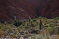 Forest of cactuses