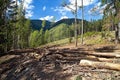 Forest calamity caused by affected trees by pests.