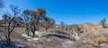 Forest after California Wildfire Royalty Free Stock Photo