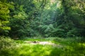 Forest camping place Royalty Free Stock Photo