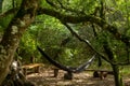 Forest camping place with seats and a hammock hanging from the trees Royalty Free Stock Photo