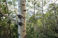 White Bark Aspen Tree in Waterton Lakes Forest Royalty Free Stock Photo