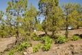 Forest of Canary Island pine and shrubs of Sonchus congestus. Royalty Free Stock Photo