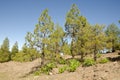 Forest of Canary Island pine and shrubs of Sonchus congestus. Royalty Free Stock Photo