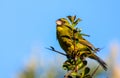 Forest canary perched at the top of a tree