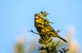 Forest canary perched at the top of a tree