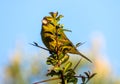 Forest canary perched at the top of a tree