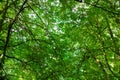 Forest canopy