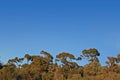 Forest Canopy