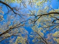 Through the forest canopy in daytime Royalty Free Stock Photo