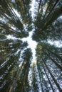 Forest canopy of dense spruce forest against blue sky, unique view from below