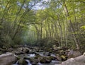 Forest canopy over ther Big Creek Raging river Royalty Free Stock Photo