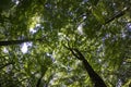 Forest Canopy Shot With Fish Eye Lens Royalty Free Stock Photo