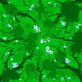 Forest canopy - summer