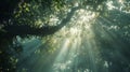 Forest canopy with sunlight streaming through. Royalty Free Stock Photo