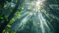 Forest canopy with sunlight streaming through. Royalty Free Stock Photo