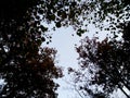 Forest canopy tree silhouette twilight nature scene Royalty Free Stock Photo