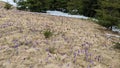 The forest on the Carpathian mountains, Ukraine, crocuses, snow, nature in spring.