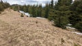 The forest on the Carpathian mountains, Ukraine, crocuses, snow, nature in spring.