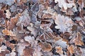 Carpet of frosted leaves in winter UK Royalty Free Stock Photo