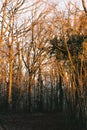 The setting sun arcs across the trees in a forest Royalty Free Stock Photo