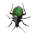 Forest caterpillar hunter (Calosoma sycophanta) on white Royalty Free Stock Photo