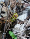 Forest caterpillar