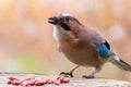 Forest cautious bird jay sits on a stump with a fearful look, close-up foreground. Royalty Free Stock Photo