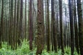 Forest of Cedrus deodara, the deodar cedar, Himalayan cedar, or deodar, is a species of cedar native to the Himalayas. Uttarakhand