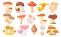 Forest ceps. Cartoon oyster mushrooms, autumn harvesting mushroom, wild amanita, tasty shiitake cep boletus different
