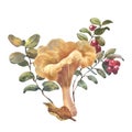 Forest chanterelle mushroom with Cranberry bushes and autumn leaf. Watercolor hand drawn illustration. Isolated