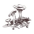 Forest chanterelle mushrooms, moss and autumn leaves. Graphic botanical illustration hand drawn in brown ink. For