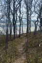 Forest on Chappaquiddick MA