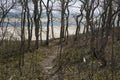 Forest on Chappaquiddick MA