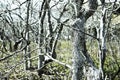 Forest on Chappaquiddick MA