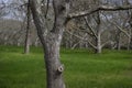 Forest on Chappaquiddick MA