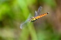 Forest Chaser Formal Name: Lyriothemis elegantissima