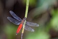 Forest Chaser perching on plant