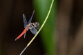 Forest Chaser perching on plant