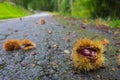 Forest chestnuts on the ground. Autumn nature close up. Countryside background. Wild chestnut with thorns. Healthy raw food.
