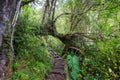 Forest in Chile